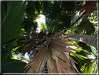 foto Flora e la Fauna alle Seychelles